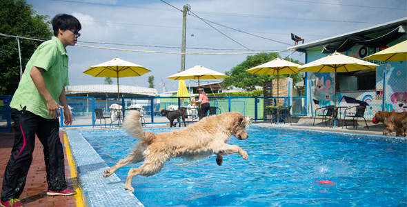 kong dog pool