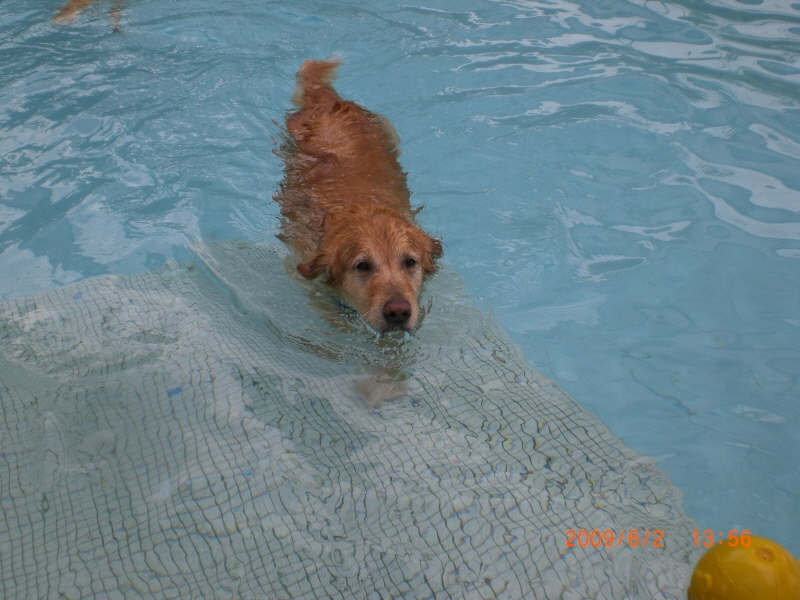 Dog Swimming Pools - Pet Oasis