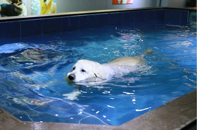 Dog swimming pools: Countryside Kennel