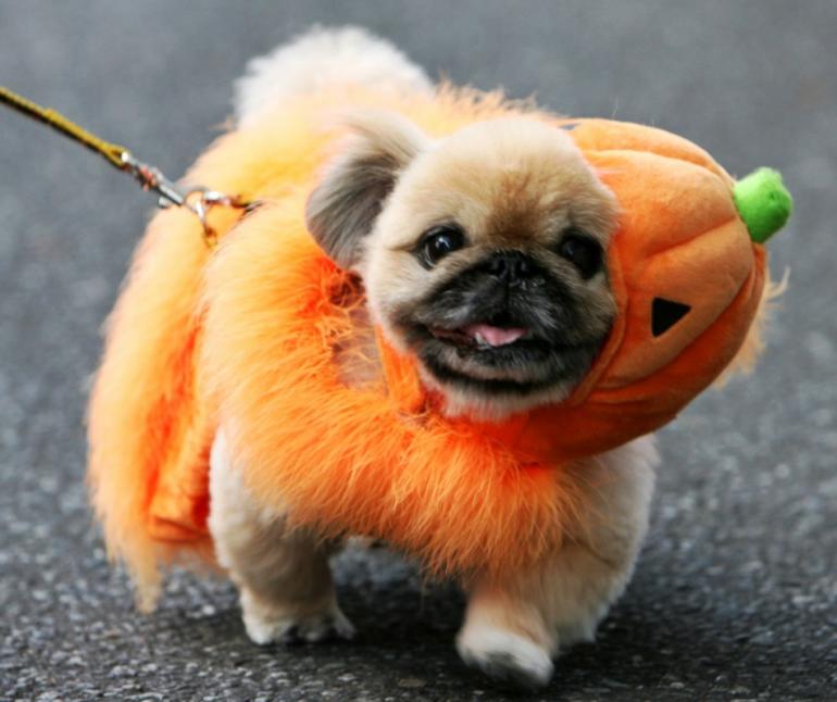 22 Dog Costumes that are Perfect for Halloween | Spacious