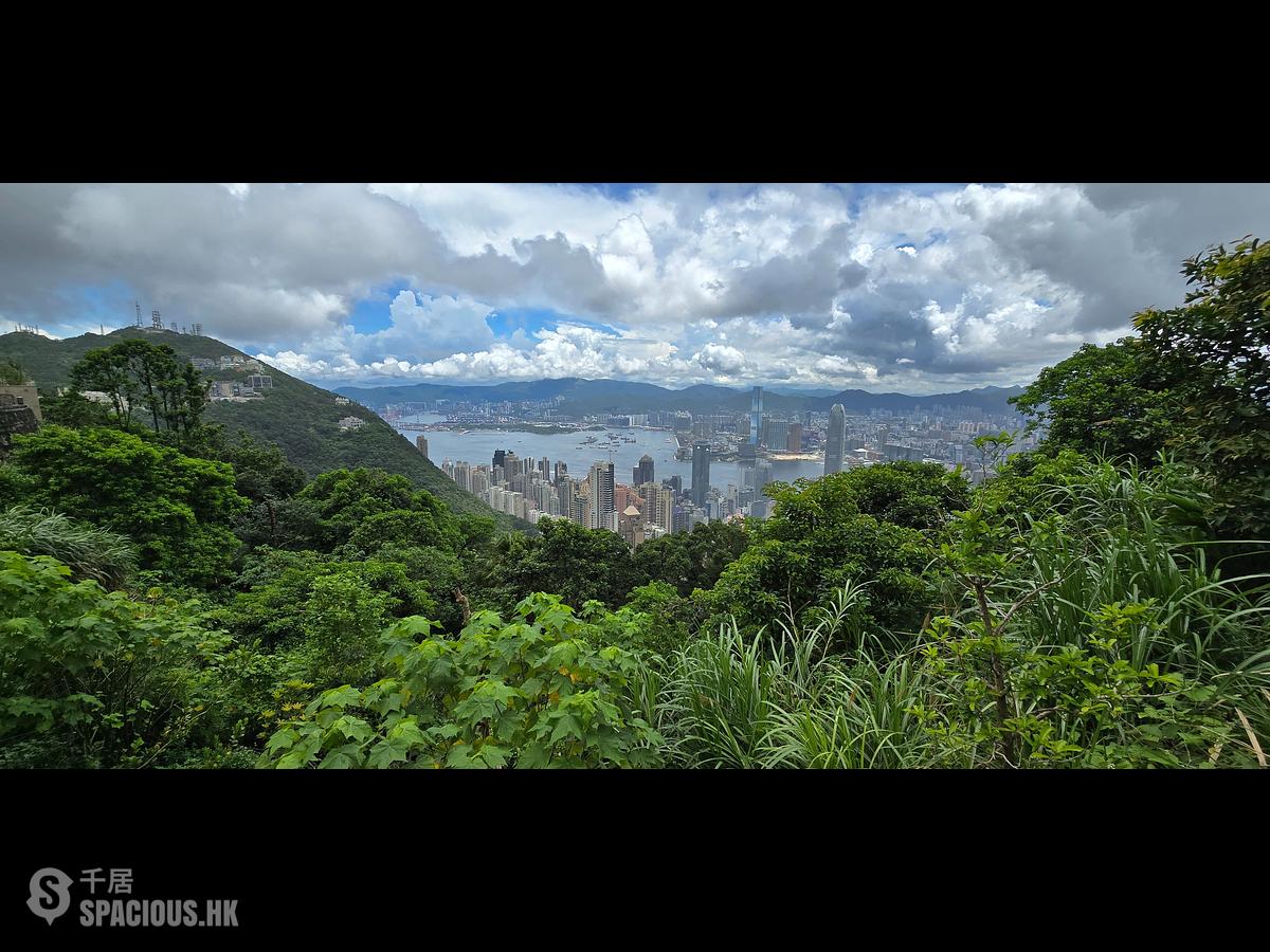 山頂 - 山景 種植道27號 01