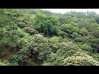 天后 - 飛龍台 09
