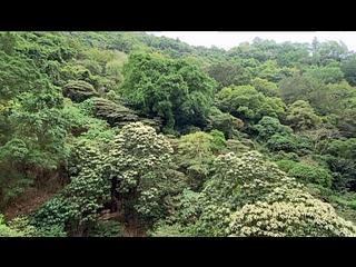 天后 - 飛龍台 09