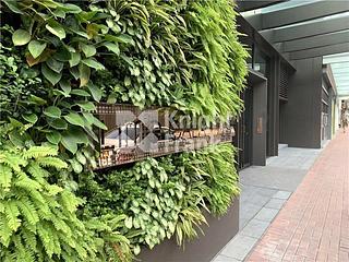 Shau Kei Wan - Lime Gala 10