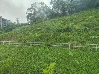 大埔 - 半山洲 06