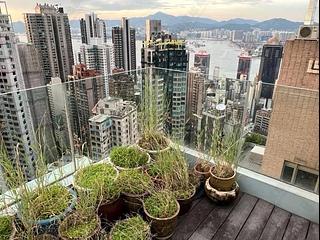 中半山 - 罗便臣道31号 11