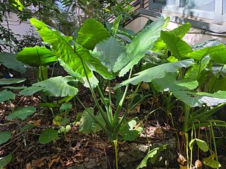 Sai Ying Pun - College View Mansion 11