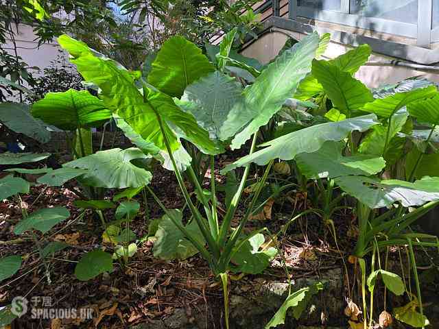 Sai Ying Pun - College View Mansion 11