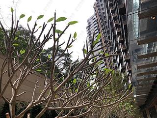 筲箕湾 - 香岛1座 26