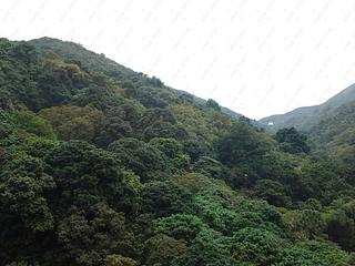 大坑 - 上林 09