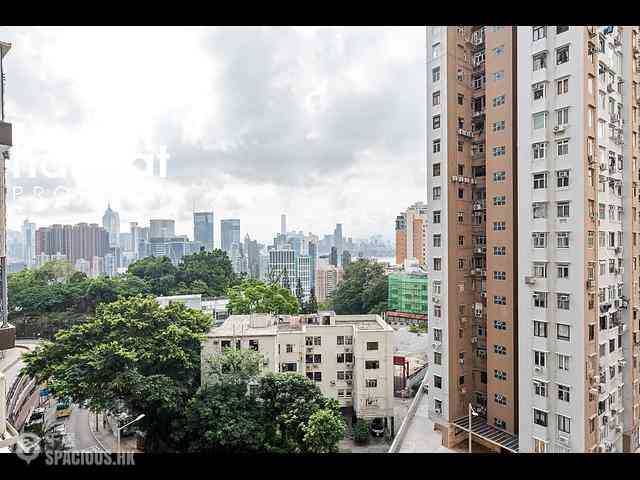大坑 - 柏園 11