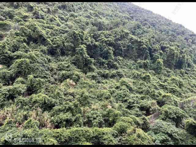中半山 - 承德山莊1座 01