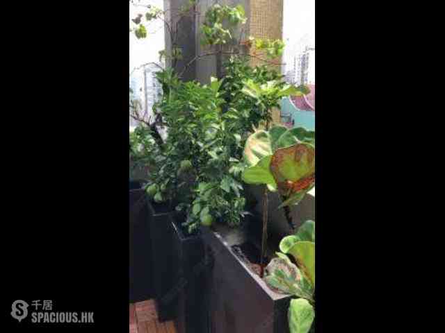 Sai Ying Pun - Goodwill Garden 10