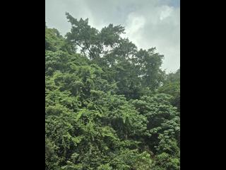 司徒拔道 - 肇辉台8号 02