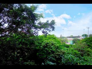 Pok Fu Lam - Pine Grove 33