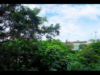 Pok Fu Lam - Pine Grove 34