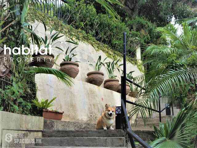 Mui Wo - Fu Kong Shan Road 02
