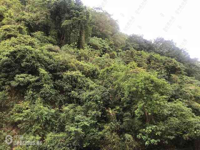 東半山 - 金樱阁 22