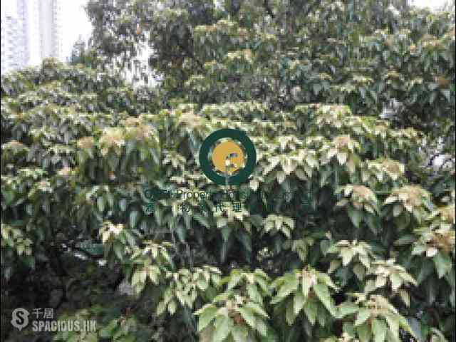 坚尼地城 - 翠荷苑 05