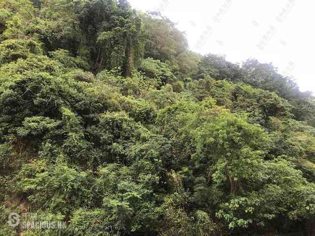 東半山 - 金樱阁 23
