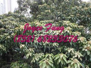 Kennedy Town - Jade Lotus Garden 08