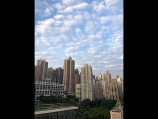 Sai Ying Pun - Macro Garden 16