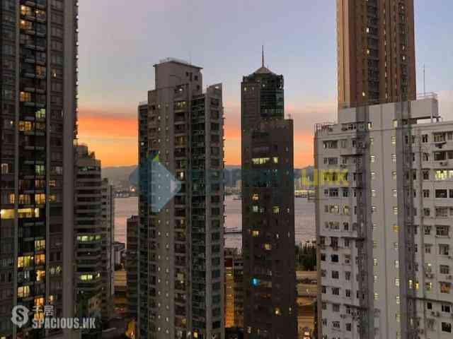 Sai Ying Pun - Macro Garden 09