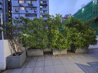 西營盤 - 東邊街25號 31
