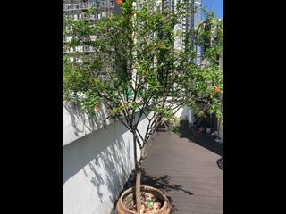 Soho - Tai Li House 15
