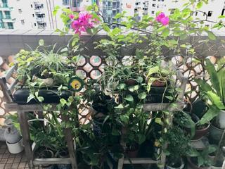 Mid Levels Central - Jing Tai Garden Mansion 02