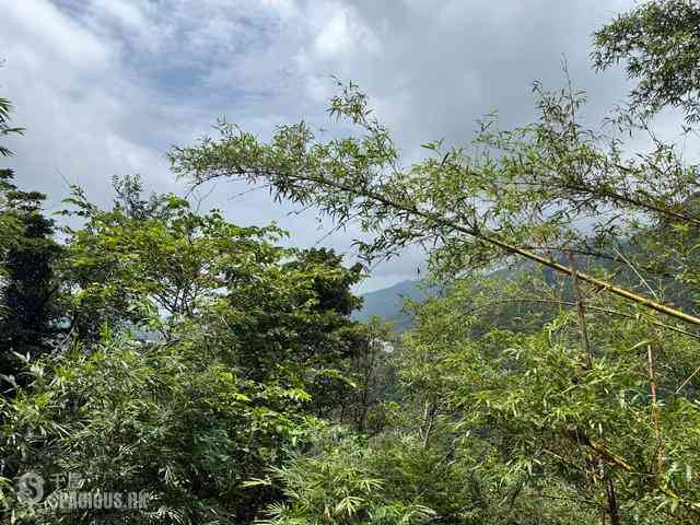 淺水灣 - 蔚峰園 09