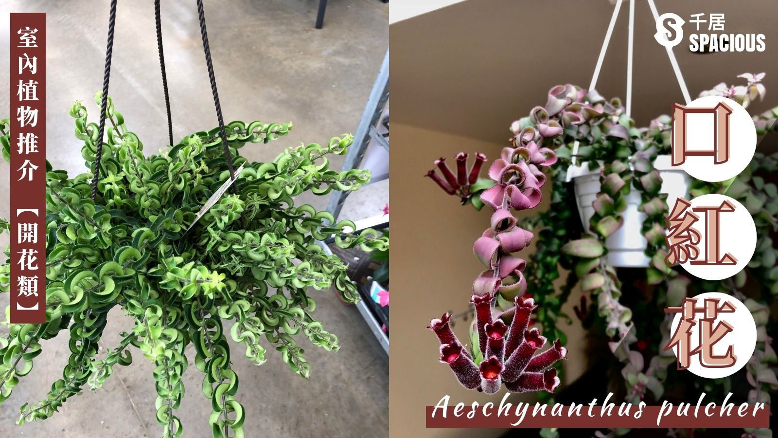 室內種植入門 9大超易打理 慳位室內植物 常綠 開花類推介 千居spacious