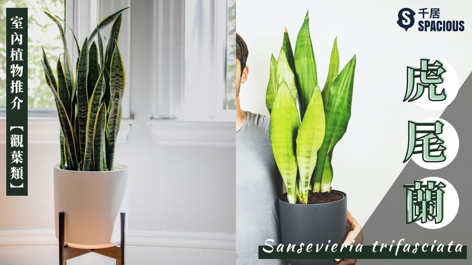 室內植物-虎尾蘭-snakes-plant-Sansevieria-trifasciata-Dracaena-trifasciata