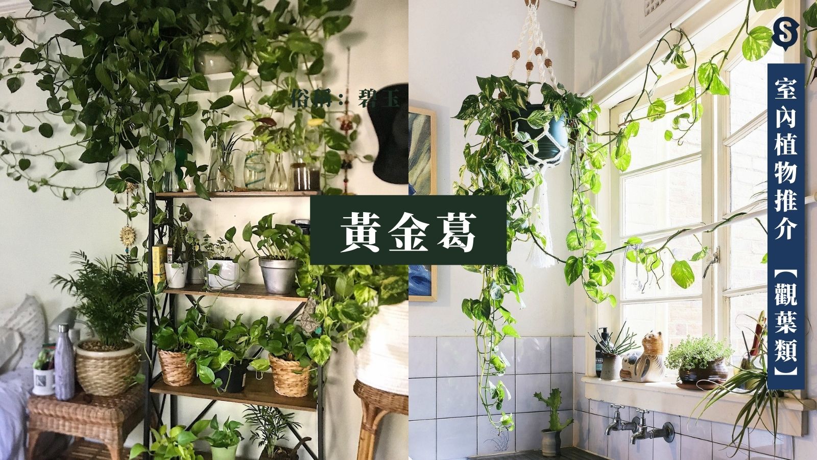 室內植物-黃金葛-室內種植-水種植物