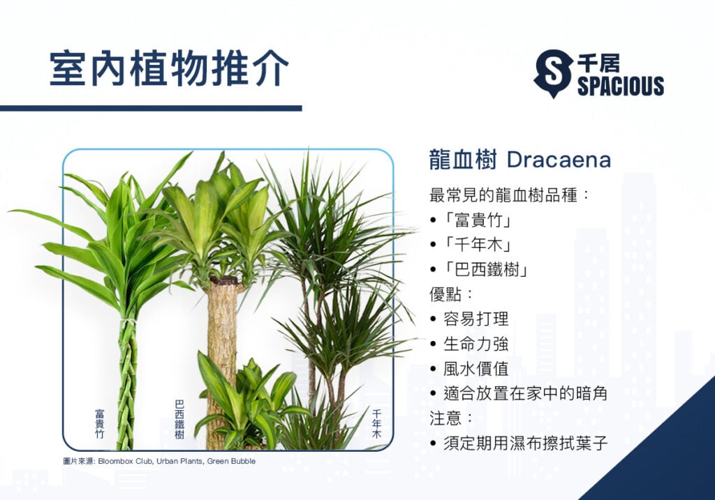 室內植物-龍血樹-Dracaena