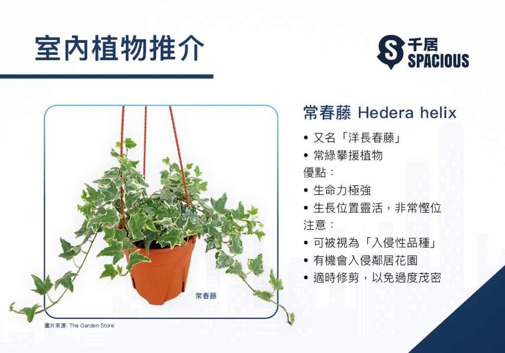 室內植物-常春藤-Hedera helix
