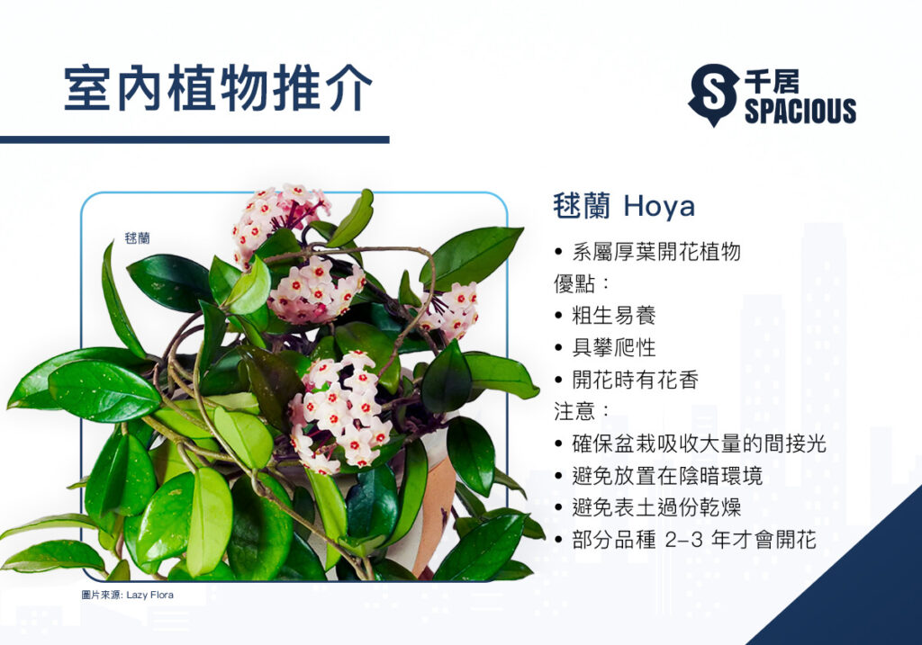 室內植物-毯蘭-Hoya