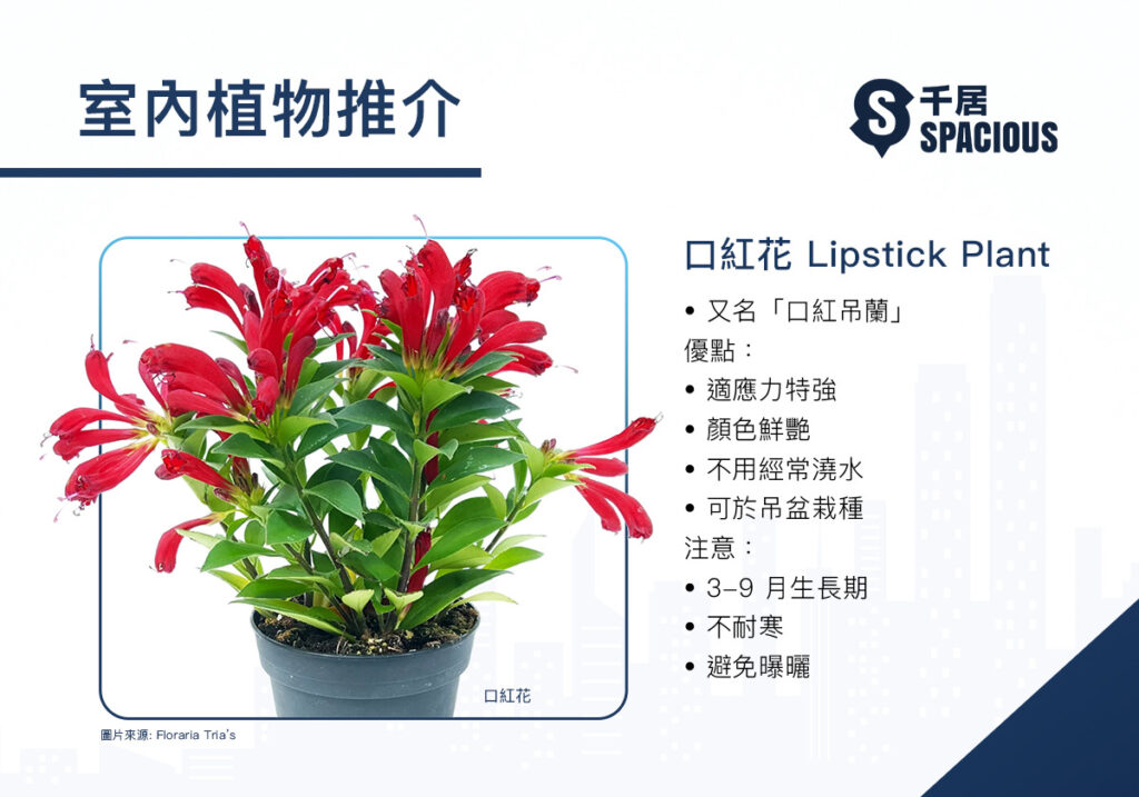 室內植物-口紅花-Lipstick plant