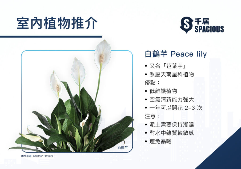 室內植物-白鶴芊-Peace Lily