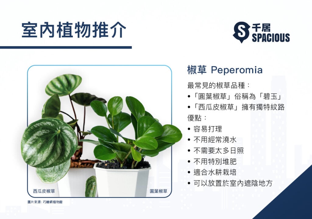 室內植物-椒草-Peperomia