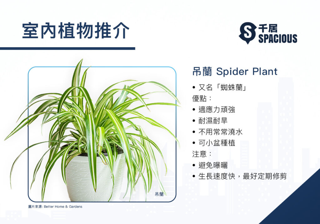 室內植物-吊蘭-Spider plant