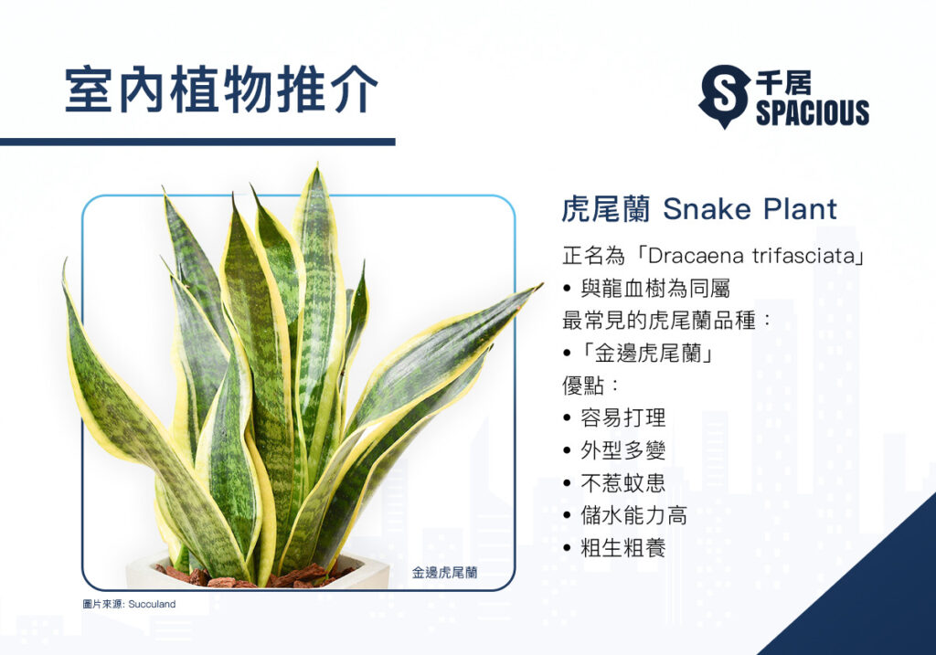 室內植物-虎尾蘭-snakes-plant-Dracaena-trifasciata